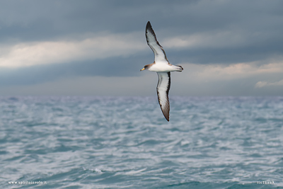 Berta maggiore mediterranea in volo sul mare in tempesta